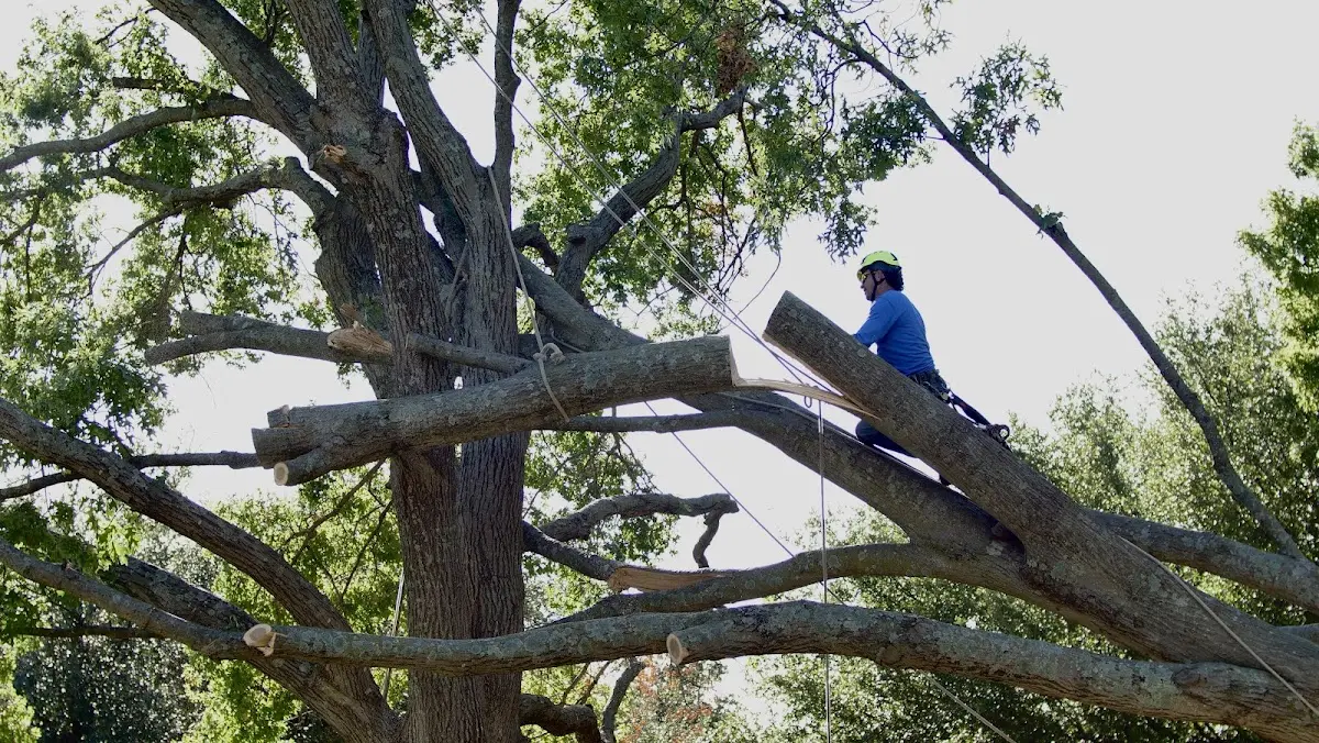 Professional Crown Thinning performed by certified arborists in Topaz