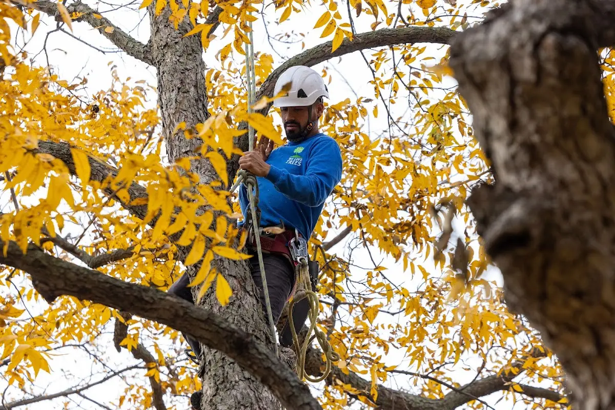 Skilled Emergency Tree Service crew working in Topaz